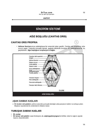 DrTus.com                                                     98
                                        ilk ve tek t us portalı


                                              ANAT OMĐ




                          AĞIZ BOŞLUĞU (CAVITAS ORIS)

CAVITAS ORIS PROPRIA
        • Isthmus faucium;arcus palatoglossus’lar arasında kalan geçittir. Cavitas oris propria’nın arka
          sınırını yapar. Yukarıda yumuşak damak, aşağıda dilköküile sınırlanır. M. palatoglossus’lar, bu
          geçitidaraltır. Ağız boşluğunu oropharynx’e bağlar.




YUMUŞAK DAMAK KASLARI
•   M. uvulae
•   M. tensor veli palatini; esas fonksiyonu m. salpingopharyngeus’la birlikte, tuba’nın ağzını açarak
    basıncı düzenlemektir.



                                                                                                         98
 