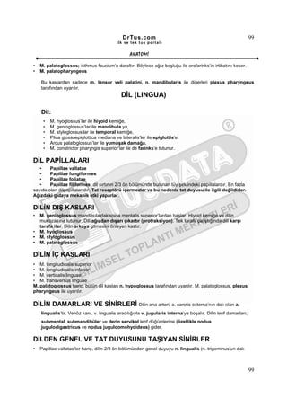 DrTus.com                                                           99
                                           ilk ve tek t us portalı


                                                  ANAT OMĐ

•   M. palatoglossus; isthmus faucium’u daraltır. Böylece ağız boşluğu ile orofarinks’in irtibatını keser.
•   M. palatopharyngeus

    Bu kaslardan sadece m. tensor veli palatini, n. mandibularis ile diğerleri plexus pharyngeus
    tarafından uyarılır.
                                             DĐL (LINGUA)

    Dil:
     •   M. hyoglossus’lar ile hiyoid kemiğe,
     •   M. genioglossus’lar ile mandibula ya,
     •   M. styloglossus’lar ile temporal kemiğe,
     •   Plica glossoepiglottica mediana ve lateralis’ler ile epiglottis’e,
     •   Arcus palatoglossus’lar ile yumuşak damağa,
     •   M. constrictor pharyngis superior’lar ile de farinks’e tutunur.

DĐL PAPĐLLALARI
   •    Papillae vallatae
   •    Papillae fungiformes
   •    Papillae foliatae
   •    Papillae filiformes; dil sırtının 2/3 ön bölümünde bulunan tüy şeklindeki papillalardır. En fazla
sayıda olan dilpapillalarıdır. Tat reseptörü içermezler ve bu nedenle tat duyusu ile ilgili değildirler.
Ağızdaki gıdaya mekanik etki yaparlar.

DĐLĐN DIŞ KASLARI
•   M. genioglossus;mandibula’dakispina mentalis superior’lardan başlar. Hiyoid kemiğe ve dilin
    mukozasına tutunur. Dili ağızdan dışarı çıkartır (protraksiyon). Tek taraflı çalıştığında dili karşı
    tarafa iter. Dilin arkaya gitmesini önleyen kastır.
•   M. hyoglossus
•   M. styloglossus
•   M. palatoglossus

DĐLĐN ĐÇ KASLARI
• M. longitudinalis superior
• M. longitudinalis inferior
• M. verticalis linguae
• M. transversus linguae
M. palatoglossus hariç, bütün dil kasları n. hypoglossus tarafından uyarılır. M. palatoglossus, plexus
pharyngeus ile uyarılır.

DĐLĐN DAMARLARI VE SĐNĐRLERĐ Dilin ana arteri, a. carotis externa’nın dalı olan a.
    lingualis’tir. Venöz kanı, v. lingualis aracılığıyla v. jugularis interna’ya boşalır. Dilin lenf damarları;
    submental, submandibüler ve derin servikal lenf düğümlerine (özellikle nodus
    jugulodigastricus ve nodus juguloomohyoideus) gider.

DĐLDEN GENEL VE TAT DUYUSUNU TAŞIYAN SĐNĐRLER
•   Papillae vallatae’ler hariç, dilin 2/3 ön bölümünden genel duyuyu n. lingualis (n. trigeminus’un dalı



                                                                                                                  99
 