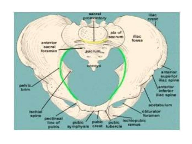  Anatomi  Panggul 