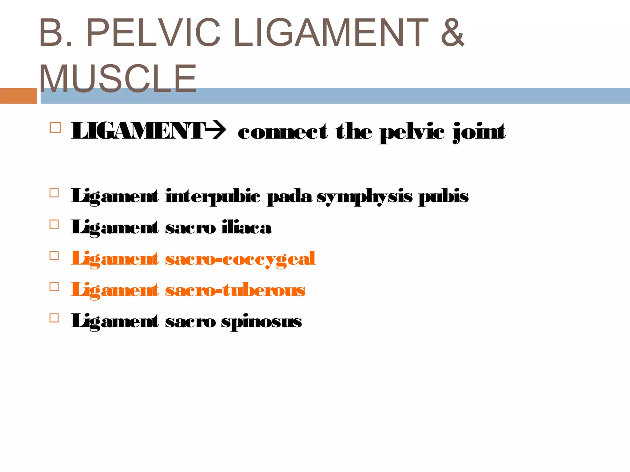 Anatomi panggul 2010 | PPT