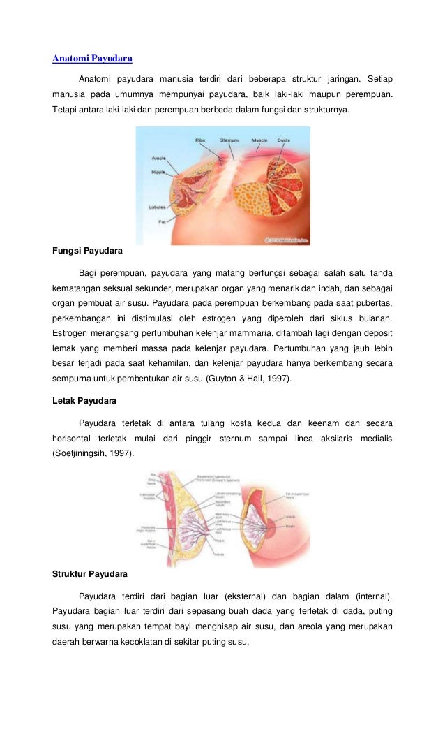 Anatomi payudara ekternal dan internal titi