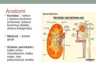 Pielum Anatomi pbl ii (urogenital) | PPT