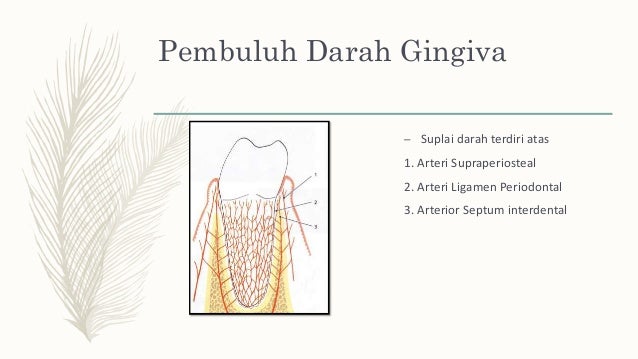 Anatomi Periodonsium Normal