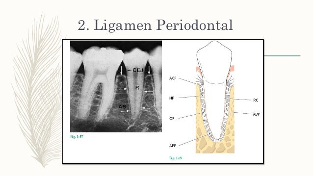 Anatomi periodonsium normal