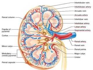March 20, 2017 11Eyet Hidayat, SPd, SKp, MKep.
Sp.Kep.J.
 