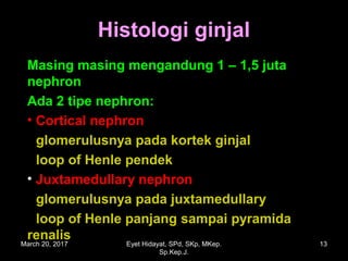 Histologi ginjalHistologi ginjal
Masing masing mengandung 1Masing masing mengandung 1 – 1– 1,,55 jutajuta
nephronnephron
Ada 2 tipe nephron:Ada 2 tipe nephron:
• Cortical nephronCortical nephron
glomerulusnya pada kortek ginjalglomerulusnya pada kortek ginjal
loop of Henle pendekloop of Henle pendek
• Juxtamedullary nephronJuxtamedullary nephron
glomerulusnya pada juxtamedullaryglomerulusnya pada juxtamedullary
loop of Henle panjangloop of Henle panjang sampai pyramidasampai pyramida
renalisrenalis
March 20, 2017 13Eyet Hidayat, SPd, SKp, MKep.
Sp.Kep.J.
 