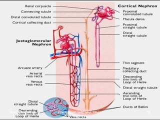 March 20, 2017 15Eyet Hidayat, SPd, SKp, MKep.
Sp.Kep.J.
 