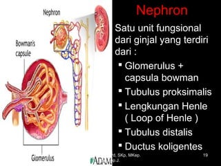 Nephron
Satu unit fungsional
dari ginjal yang terdiri
dari :
 Glomerulus +
capsula bowman
 Tubulus proksimalis
 Lengkungan Henle
( Loop of Henle )
 Tubulus distalis
 Ductus koligentes
March 20, 2017 19Eyet Hidayat, SPd, SKp, MKep.
Sp.Kep.J.
 
