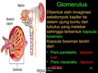 Glomerulus
Dibentuk oleh invaginasi
sekelompok kapiler ke
dalam ujung buntu dari
tubulus yang melebar
sehingga terbentuk kapsula
bowmen.
Kapsula bowman terdiri
dari:
• Pars parietalis : lapisan
luar
• Pars visceralis : lapisan
dalamMarch 20, 2017 20Eyet Hidayat, SPd, SKp, MKep.
Sp.Kep.J.
 