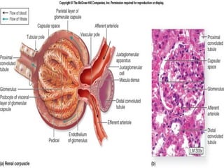 March 20, 2017 22Eyet Hidayat, SPd, SKp, MKep.
Sp.Kep.J.
 