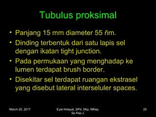 Tubulus proksimal
• Panjang 15 mm diameter 55 ñm.
• Dinding terbentuk dari satu lapis sel
dengan ikatan tight junction.
• Pada permukaan yang menghadap ke
lumen terdapat brush border.
• Disekitar sel terdapat ruangan ekstrasel
yang disebut lateral interseluler spaces.
March 20, 2017 25Eyet Hidayat, SPd, SKp, MKep.
Sp.Kep.J.
 
