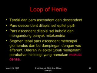 Loop of Henle
• Terdiri dari pars ascendent dan descendent
• Pars descendent dilapisi sel epitel pipih
• Pars ascendent dilapisi sel kuboid dan
mengandung banyak mitokondria
• Segmen tebal pars ascendent mencapai
glomerulus dan berdampingan dengan vas
afferent. Daerah ini epitel tubuli mengalami
perubahan histologi yang namakan makula
densa.
March 20, 2017 26Eyet Hidayat, SPd, SKp, MKep.
Sp.Kep.J.
 