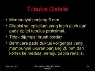 Tubulus Distalis
• Mempunyai panjang 5 mm
• Dilapisi sel epitelium yang lebih pipih dari
pada epitel tubulus proksimal.
• Tidak dijumpai brush border
• Bermuara pada duktus koligentes yang
mempunyai ukuran panjang 20 mm dari
kortek ke medula menuju papila renalis.
March 20, 2017 27Eyet Hidayat, SPd, SKp, MKep.
Sp.Kep.J.
 