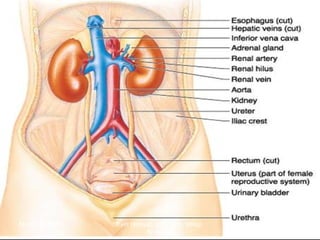 March 20, 2017 3Eyet Hidayat, SPd, SKp, MKep.
Sp.Kep.J.
 