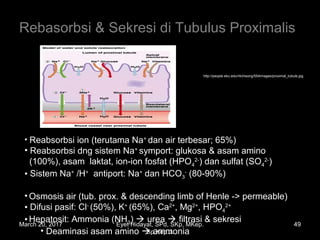 Rebasorbsi & Sekresi di Tubulus Proximalis
http://people.eku.edu/ritchisong/554images/proximal_tubule.jpg
• Reabsorbsi ion (terutama Na+
dan air terbesar; 65%)
• Reabsorbsi dng sistem Na+
symport: glukosa & asam amino
(100%), asam laktat, ion-ion fosfat (HPO4
2-
) dan sulfat (SO4
2-
)
• Sistem Na+
/H+
antiport: Na+
dan HCO3
-
(80-90%)
• Osmosis air (tub. prox. & descending limb of Henle -> permeable)
• Difusi pasif: Cl-
(50%), K+
(65%), Ca2+
, Mg2+
, HPO4
2+
• Hepatosit: Ammonia (NH3)  urea  filtrasi & sekresi
• Deaminasi asam amino  ammonia
March 20, 2017 49Eyet Hidayat, SPd, SKp, MKep.
Sp.Kep.J.
 