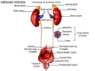 March 20, 2017 5Eyet Hidayat, SPd, SKp, MKep.
Sp.Kep.J.
 