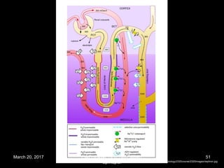http://www.mscd.edu/~biology/2320course/2320images/nephron.jpg
March 20, 2017 51Eyet Hidayat, SPd, SKp, MKep.
Sp.Kep.J.
 