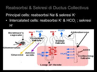 Reabsorbsi & Sekresi di Ductus Collectivus
Principal cells: reabsorbsi Na+
& sekresi K+
• Intercalated cells: reabsorbsi K+
& HCO3
-
; sekresi
H+
http://users.rcn.com/jkimball.ma.ultranet/BiologyPages/N/nephron.gif
March 20, 2017 53Eyet Hidayat, SPd, SKp, MKep.
Sp.Kep.J.
 