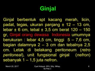 GinjalGinjal
Ginjal berbentuk spt kacang merah, licin,Ginjal berbentuk spt kacang merah, licin,
padat, tegas, ukuran panjang ± 12 – 13 cm,padat, tegas, ukuran panjang ± 12 – 13 cm,
lebar ± 6 cm, tebal ± 3,5 cm berat 120 – 150lebar ± 6 cm, tebal ± 3,5 cm berat 120 – 150
gr,gr, Ginjal orang dewasaGinjal orang dewasa IndonesiaIndonesia umumnyaumumnya
berukuran : lebar 4,5 cm, tinggi 5 – 7,6 cmberukuran : lebar 4,5 cm, tinggi 5 – 7,6 cm,,
bagian dalamnya 2 – 3 cm dan tebalnya 2,5bagian dalamnya 2 – 3 cm dan tebalnya 2,5
cmcm. Letak. Letak di belakang peritoneum (di belakang peritoneum (retroretro
peritonealperitoneal), unit fungsional ginjal (), unit fungsional ginjal (nefronnefron))
sebanyak 1 – 1,5 juta nefron.sebanyak 1 – 1,5 juta nefron.
March 20, 2017 6Eyet Hidayat, SPd, SKp, MKep.
Sp.Kep.J.
 