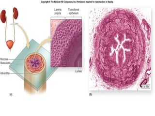 March 20, 2017 62Eyet Hidayat, SPd, SKp, MKep.
Sp.Kep.J.
 