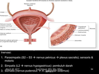 http://academic.kellogg.cc.mi.us/herbrandsonc/bio201_McKinley/f27-9a_urinary_bladder_c.jpg
Inervasi:
1. Parasimpatis (S2 – S3  nervus pelvicus  plexus sacralis); sensoris &
motoris
2. Simpatis (L2  nervus hypogastricus): pembuluh darah
3. Somatis (nervus pudendus  m. sphincter externus)
March 20, 2017 64Eyet Hidayat, SPd, SKp, MKep.
Sp.Kep.J.
 
