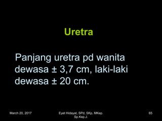 UretraUretra
Panjang uretra pd wanitaPanjang uretra pd wanita
dewasa ± 3,7 cm, laki-lakidewasa ± 3,7 cm, laki-laki
dewasa ± 20 cm.dewasa ± 20 cm.
March 20, 2017 65Eyet Hidayat, SPd, SKp, MKep.
Sp.Kep.J.
 