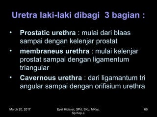 Uretra laki-laki dibagi 3 bagian :Uretra laki-laki dibagi 3 bagian :
• Prostatic urethraProstatic urethra : mulai dari blaas: mulai dari blaas
sampai dengan kelenjar prostatsampai dengan kelenjar prostat
• membraneus urethramembraneus urethra : mulai kelenjar: mulai kelenjar
prostat sampai dengan ligamentumprostat sampai dengan ligamentum
triangulartriangular
• Cavernous urethraCavernous urethra : dari ligamantum tri: dari ligamantum tri
angular sampai dengan orifisium urethraangular sampai dengan orifisium urethra
March 20, 2017 66Eyet Hidayat, SPd, SKp, MKep.
Sp.Kep.J.
 