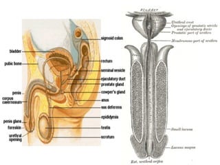 March 20, 2017 68Eyet Hidayat, SPd, SKp, MKep.
Sp.Kep.J.
 