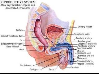 March 20, 2017 69Eyet Hidayat, SPd, SKp, MKep.
Sp.Kep.J.
 