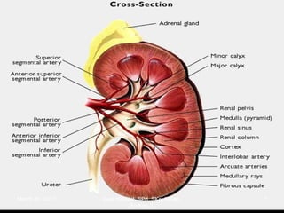 March 20, 2017 7Eyet Hidayat, SPd, SKp, MKep.
Sp.Kep.J.
 