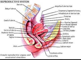 March 20, 2017 70Eyet Hidayat, SPd, SKp, MKep.
Sp.Kep.J.
 