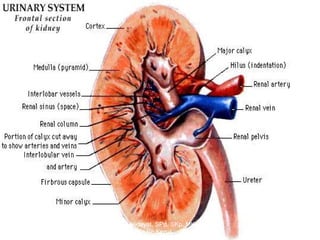 March 20, 2017 8Eyet Hidayat, SPd, SKp, MKep.
Sp.Kep.J.
 
