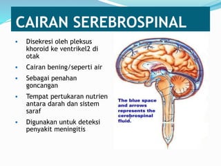 CAIRAN SEREBROSPINAL
 Disekresi oleh pleksus
khoroid ke ventrikel2 di
otak
 Cairan bening/seperti air
 Sebagai penahan
goncangan
 Tempat pertukaran nutrien
antara darah dan sistem
saraf
 Digunakan untuk deteksi
penyakit meningitis
 