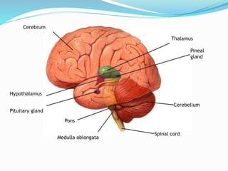 Pons
Pituitary gland
Hypothalamus
Cerebrum
Medulla oblongata
Spinal cord
Cerebellum
Pineal
gland
Thalamus
Section 35-3
 