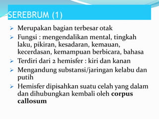 SEREBRUM (1)
 Merupakan bagian terbesar otak
 Fungsi : mengendalikan mental, tingkah
laku, pikiran, kesadaran, kemauan,
kecerdasan, kemampuan berbicara, bahasa
 Terdiri dari 2 hemisfer : kiri dan kanan
 Mengandung substansi/jaringan kelabu dan
putih
 Hemisfer dipisahkan suatu celah yang dalam
dan dihubungkan kembali oleh corpus
callosum
 