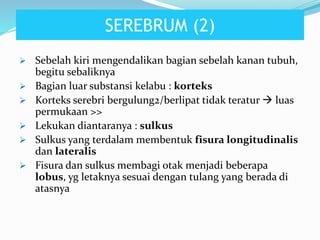  Sebelah kiri mengendalikan bagian sebelah kanan tubuh,
begitu sebaliknya
 Bagian luar substansi kelabu : korteks
 Korteks serebri bergulung2/berlipat tidak teratur  luas
permukaan >>
 Lekukan diantaranya : sulkus
 Sulkus yang terdalam membentuk fisura longitudinalis
dan lateralis
 Fisura dan sulkus membagi otak menjadi beberapa
lobus, yg letaknya sesuai dengan tulang yang berada di
atasnya
SEREBRUM (2)
 