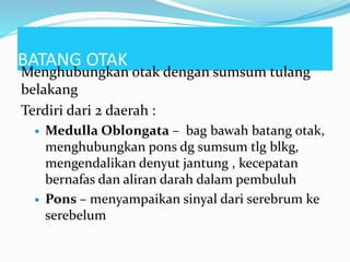 BATANG OTAK
Menghubungkan otak dengan sumsum tulang
belakang
Terdiri dari 2 daerah :
 Medulla Oblongata – bag bawah batang otak,
menghubungkan pons dg sumsum tlg blkg,
mengendalikan denyut jantung , kecepatan
bernafas dan aliran darah dalam pembuluh
 Pons – menyampaikan sinyal dari serebrum ke
serebelum
 