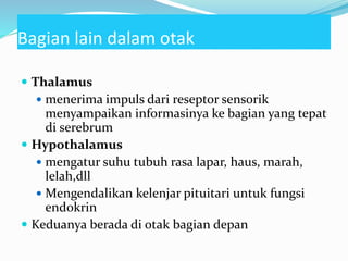 Bagian lain dalam otak
 Thalamus
 menerima impuls dari reseptor sensorik
menyampaikan informasinya ke bagian yang tepat
di serebrum
 Hypothalamus
 mengatur suhu tubuh rasa lapar, haus, marah,
lelah,dll
 Mengendalikan kelenjar pituitari untuk fungsi
endokrin
 Keduanya berada di otak bagian depan
 