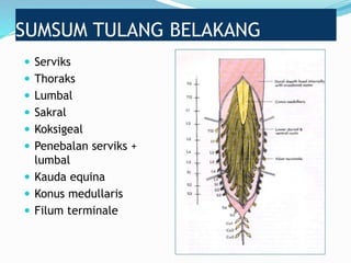 SUMSUM TULANG BELAKANG
 Serviks
 Thoraks
 Lumbal
 Sakral
 Koksigeal
 Penebalan serviks +
lumbal
 Kauda equina
 Konus medullaris
 Filum terminale
 