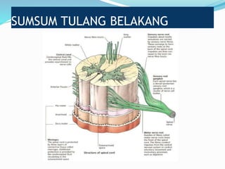 SUMSUM TULANG BELAKANG
 