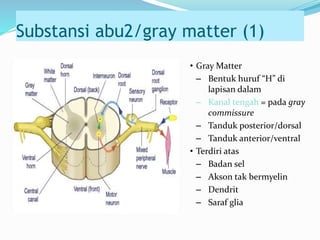 Substansi abu2/gray matter (1)
• Gray Matter
– Bentuk huruf “H” di
lapisan dalam
– Kanal tengah = pada gray
commissure
– Tanduk posterior/dorsal
– Tanduk anterior/ventral
• Terdiri atas
– Badan sel
– Akson tak bermyelin
– Dendrit
– Saraf glia
 