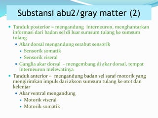  Tanduk posterior = mengandung interneuron, menghantarkan
informasi dari badan sel di luar sumsum tulang ke sumsum
tulang
 Akar dorsal mengandung serabut sensorik
 Sensorik somatik
 Sensorik viseral
 Ganglia akar dorsal - mengembang di akar dorsal, tempat
interneuron melewatinya
 Tanduk anterior = mengandung badan sel saraf motorik yang
mengirimkan impuls dari akson sumsum tulang ke otot dan
kelenjar
 Akar ventral mengandung
 Motorik viseral
 Motorik somatik
Substansi abu2/gray matter (2)
 