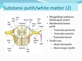 Substansi putih/white matter (2)
 Mengelilingi substansi
kelabu/gray matter
 Membentuk kolom
putih
 Funiculus posterior
 Funiculus anterior
 Funiculus lateral
 Terdiri atas
 Akson bermyelin
 Akson tanpa myelin
 