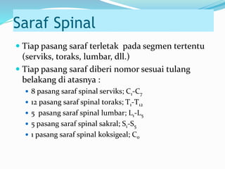 Saraf Spinal
 Tiap pasang saraf terletak pada segmen tertentu
(serviks, toraks, lumbar, dll.)
 Tiap pasang saraf diberi nomor sesuai tulang
belakang di atasnya :
 8 pasang saraf spinal serviks; C1-C7
 12 pasang saraf spinal toraks; T1-T12
 5 pasang saraf spinal lumbar; L1-L5
 5 pasang saraf spinal sakral; S1-S5
 1 pasang saraf spinal koksigeal; C0
 