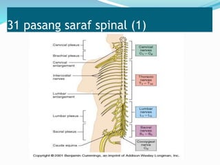 31 pasang saraf spinal (1)
 