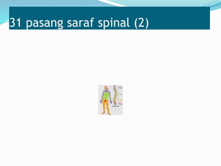 31 pasang saraf spinal (2)
 