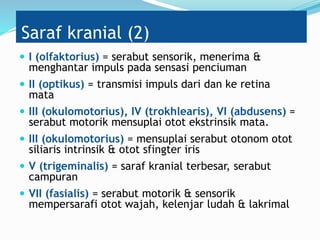 Saraf kranial (2)
 I (olfaktorius) = serabut sensorik, menerima &
menghantar impuls pada sensasi penciuman
 II (optikus) = transmisi impuls dari dan ke retina
mata
 III (okulomotorius), IV (trokhlearis), VI (abdusens) =
serabut motorik mensuplai otot ekstrinsik mata.
 III (okulomotorius) = mensuplai serabut otonom otot
siliaris intrinsik & otot sfingter iris
 V (trigeminalis) = saraf kranial terbesar, serabut
campuran
 VII (fasialis) = serabut motorik & sensorik
mempersarafi otot wajah, kelenjar ludah & lakrimal
 