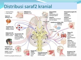 Distribusi saraf2 kranial
 