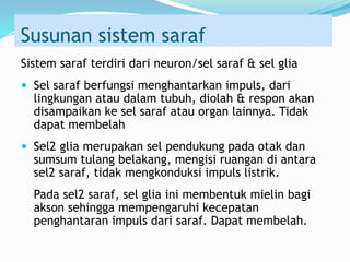 Susunan sistem saraf
Sistem saraf terdiri dari neuron/sel saraf & sel glia
 Sel saraf berfungsi menghantarkan impuls, dari
lingkungan atau dalam tubuh, diolah & respon akan
disampaikan ke sel saraf atau organ lainnya. Tidak
dapat membelah
 Sel2 glia merupakan sel pendukung pada otak dan
sumsum tulang belakang, mengisi ruangan di antara
sel2 saraf, tidak mengkonduksi impuls listrik.
Pada sel2 saraf, sel glia ini membentuk mielin bagi
akson sehingga mempengaruhi kecepatan
penghantaran impuls dari saraf. Dapat membelah.
 