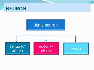 Jenis neuron
Sensorik/
aferen
Motorik/
eferen
Interneuron
NEURON
 
